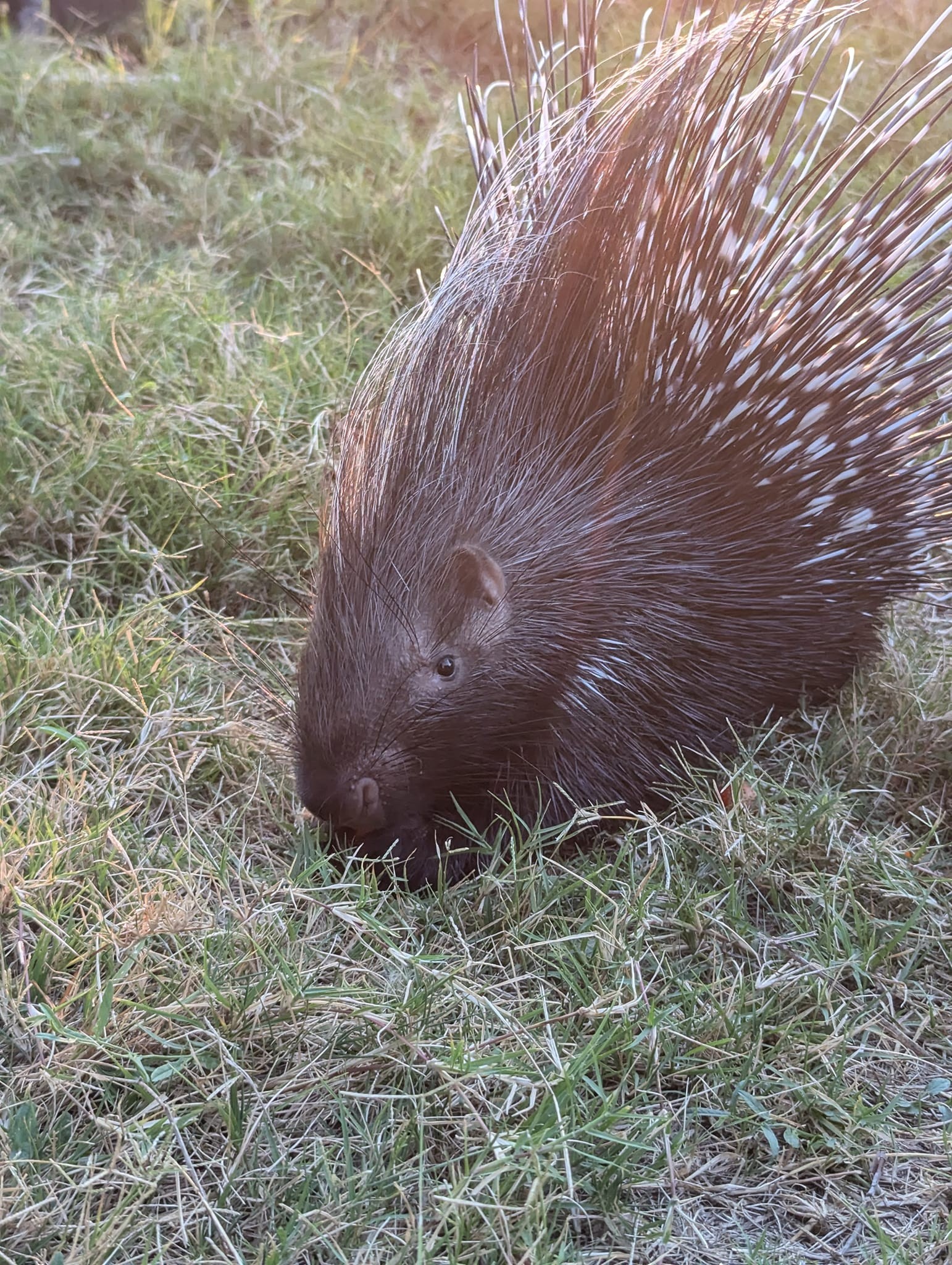 African Crested Porcupine